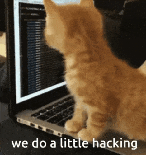 cat.gif